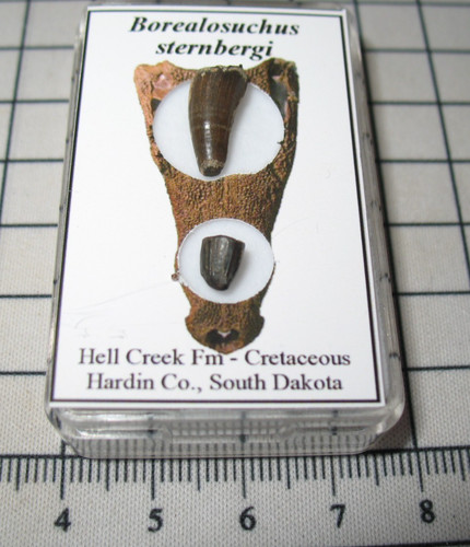 Cretaceous hell creek - cretaceous,