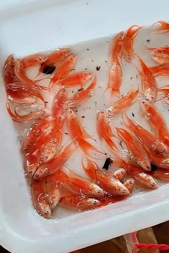 Live betta fish - -paradise,