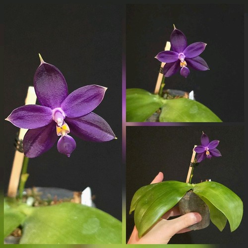 Phalaenopsis violacea indigo - violacea,