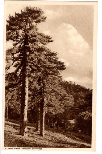 Mangoian bros post card of - mangoian, bros.
