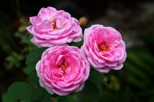 Rose Bulgarian Absolute Oil / Sweet and Musky