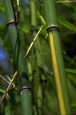 1 foot GIANT Phyllostachys