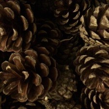 20 Large Pine Cones - Ideal