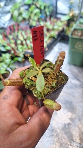 Nepenthes lvb veitchii bario - veitchii,