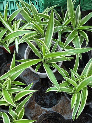 Spider plants in - plants, a