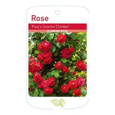 3ltr Potted Paul's Scarlet
