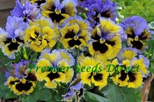 PANSY WINTER FLOWERING FRIZZLE SIZZLE F1 YELLOW BLUE SWIRL 25 SEEDS