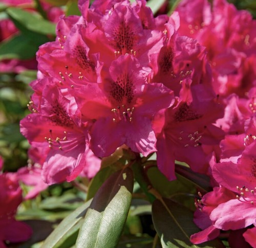Rhododendron nova zembla 17cm - rhododendron,