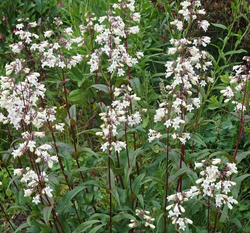 Penstemon digitalis huskers - penstemon,
