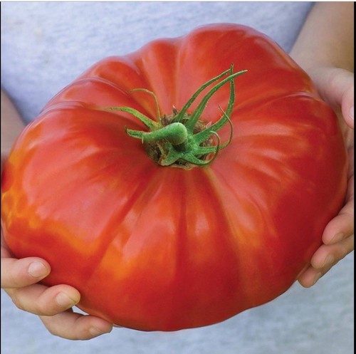 Gigantomo tomato 6x - tomato, plug