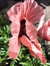 Poppy Papaver Oriental 25