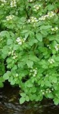 Pond plant watercress plants - plant, 5