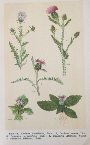 Thistle saw wort - wort, 1928