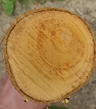 Unseasoned Cherry Log Blank