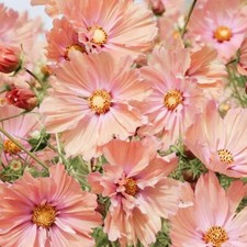 15 Apricotta Cosmos Seeds