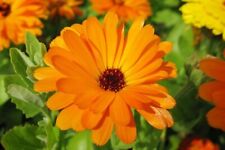 Pot Marigold Orange Seeds Calendula Officinalis Hardy Annual 120 to 1200