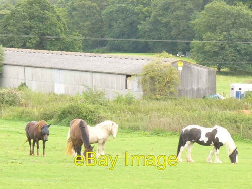 Photo 6x4 horses cattle - by,