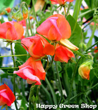 SWEET PEA - PRINCE OF ORANGE - 25 seeds - FLOWER