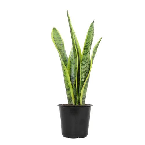 Live snake plant - snake,