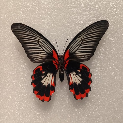 Papilio rumanzovia butterfly - papilio,