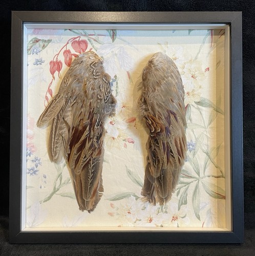Pair framed pheasant - a, of