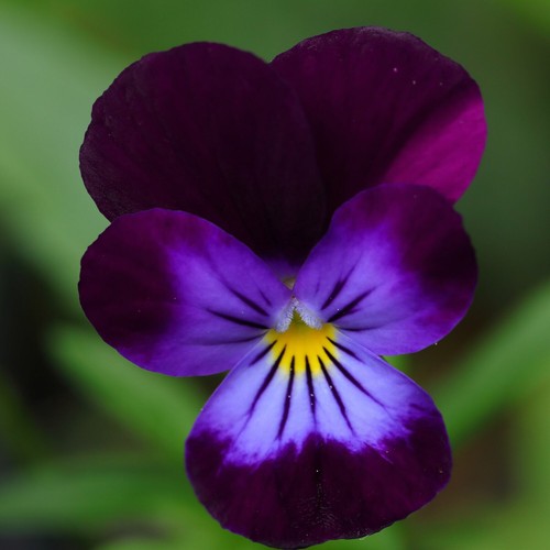 200 viola seeds king - viola,