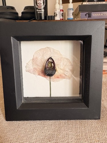 Real stag beetle taxidermy - real,