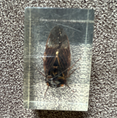 Cicada real insect - real, in