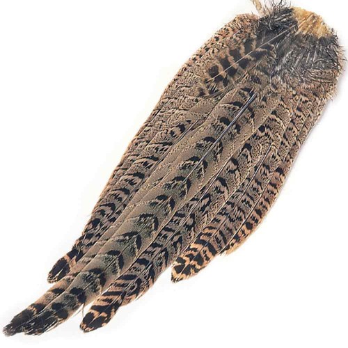 Hen pheasant complete tail - pheasant,