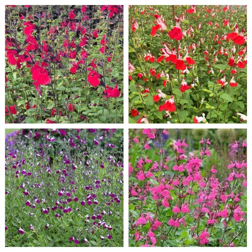 Salvia plug plants hot - x, 5
