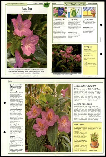 Ruellia unusual success - ruellia, #41