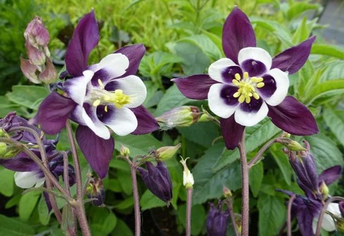 Aquilegia vulgaris william - , 'william