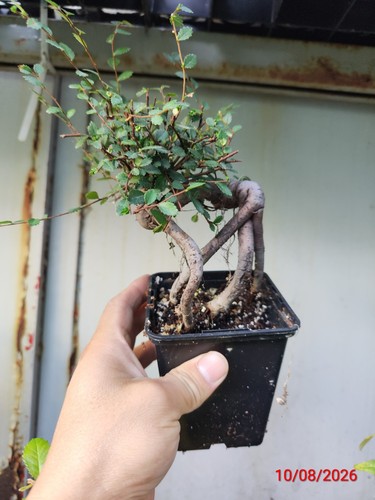 Chinese elm - elm,