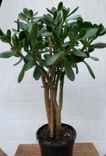 Money tree Jade plant -
