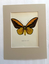 Vintage 1965 Butterfly Print