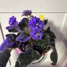Fresh Cut African Violet Leaf