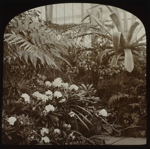 Photo tropical plants glass - tropical, in