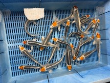 Lot Of 5 Qty 7-8” TANCHO