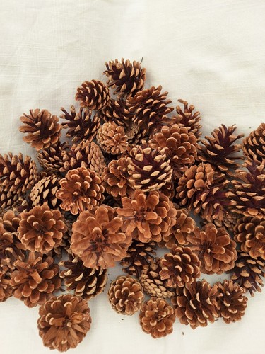 Natural pine cones approx - pine, ,approx.70