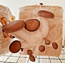 75/150g mushroom spawn (seeds)&Substrates-Oysters Lion Mane Shiitake Turkey Tail