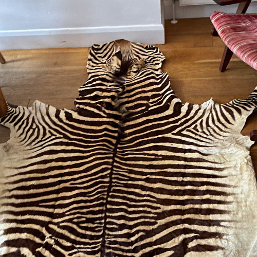 Genuine real zebra hide rug - zebra,