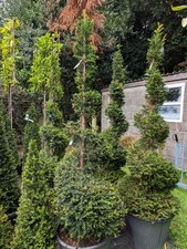 1 x Taxus baccata English Yew topiary spiral 180cm. Fantastic feature plant.