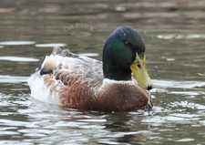 6 Welsh Harlequin Duck