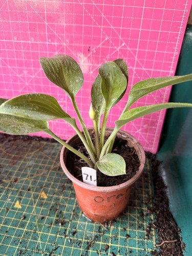 Hosta perennial plant - perennial,
