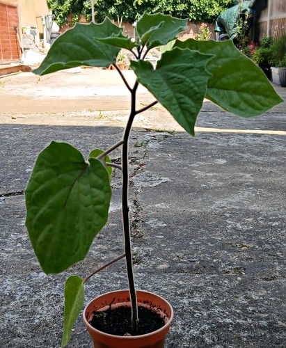 Cape gooseberry - gooseberry, (physalis)