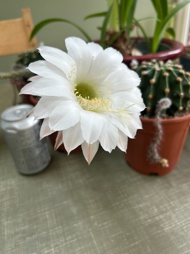 Echinopsis eyriesii cactus
