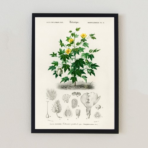 Vintage botanical flower - vintage,