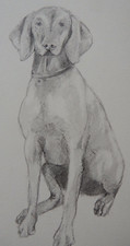 Hand drawn original tonal pencil drawing of a dog sitting - on ivory white paper