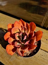Echeveria Quinoa | Large