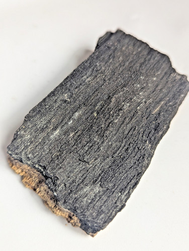 Fossilised wood specimen - specimen, |